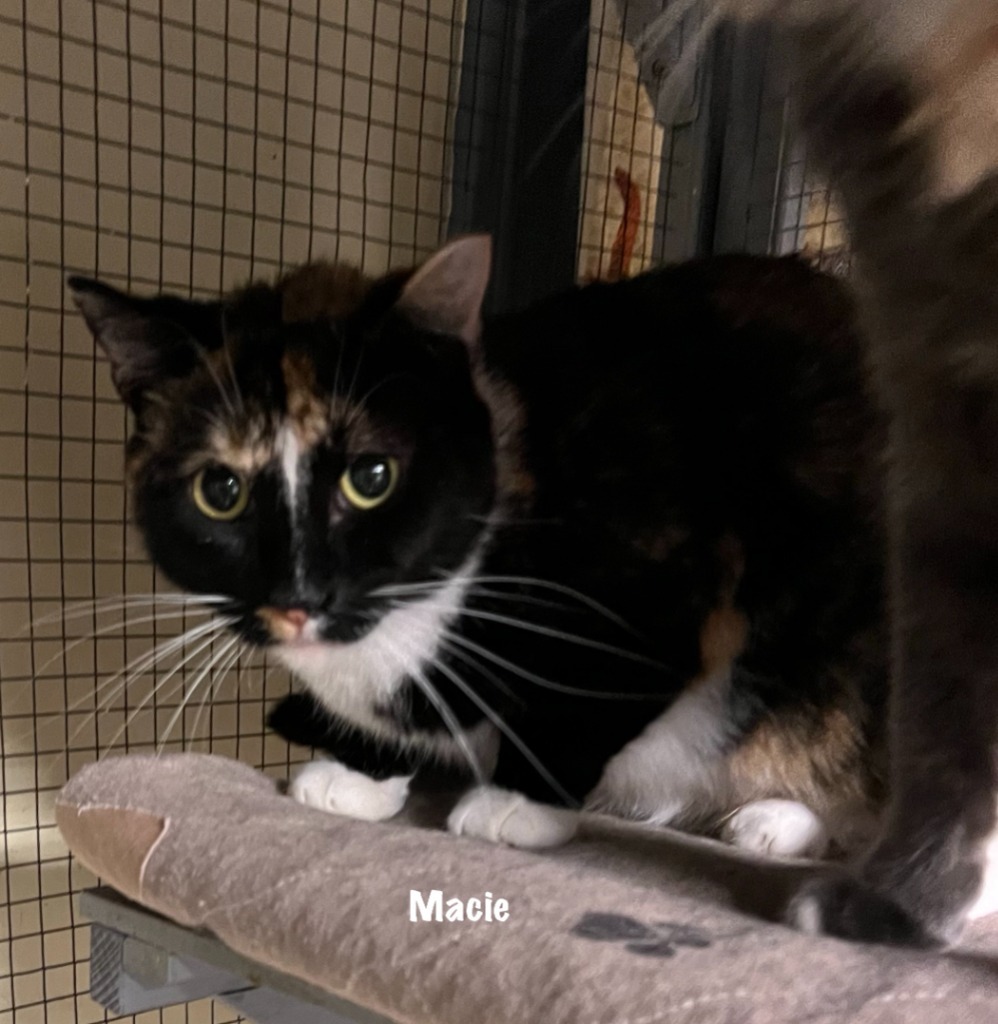 Miss Macie