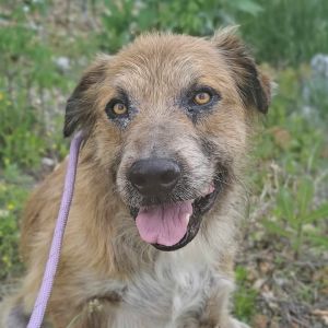 Junior, Adult Male Great Pyrenees