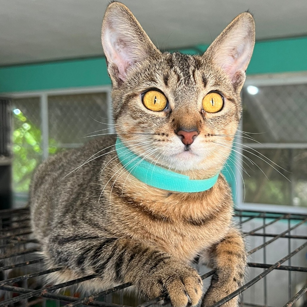 Pety Lu, an adoptable Domestic Short Hair in Vieques, PR, 00765 | Photo Image 1