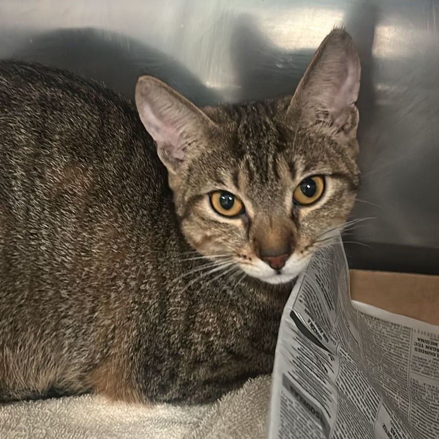 Pety Lu, an adoptable Domestic Short Hair in Vieques, PR, 00765 | Photo Image 2