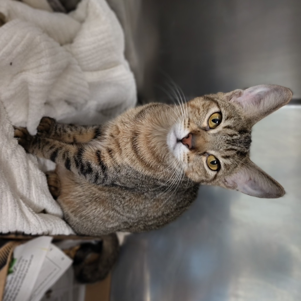 Pety Lu, an adoptable Domestic Short Hair in Vieques, PR, 00765 | Photo Image 3
