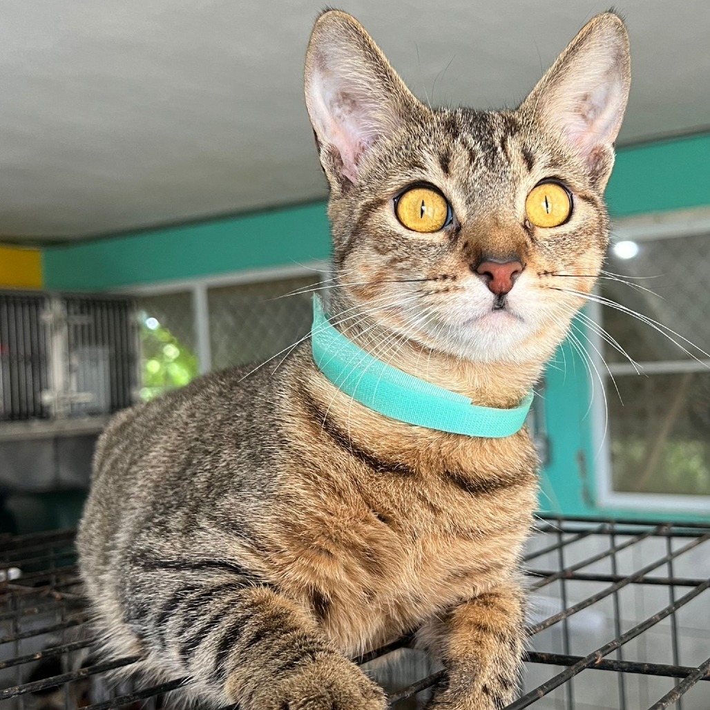 Pety Lu, an adoptable Domestic Short Hair in Vieques, PR, 00765 | Photo Image 4
