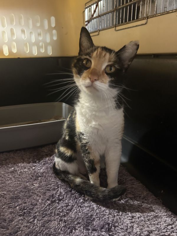Moxie (napa Petco) thumbnail 3