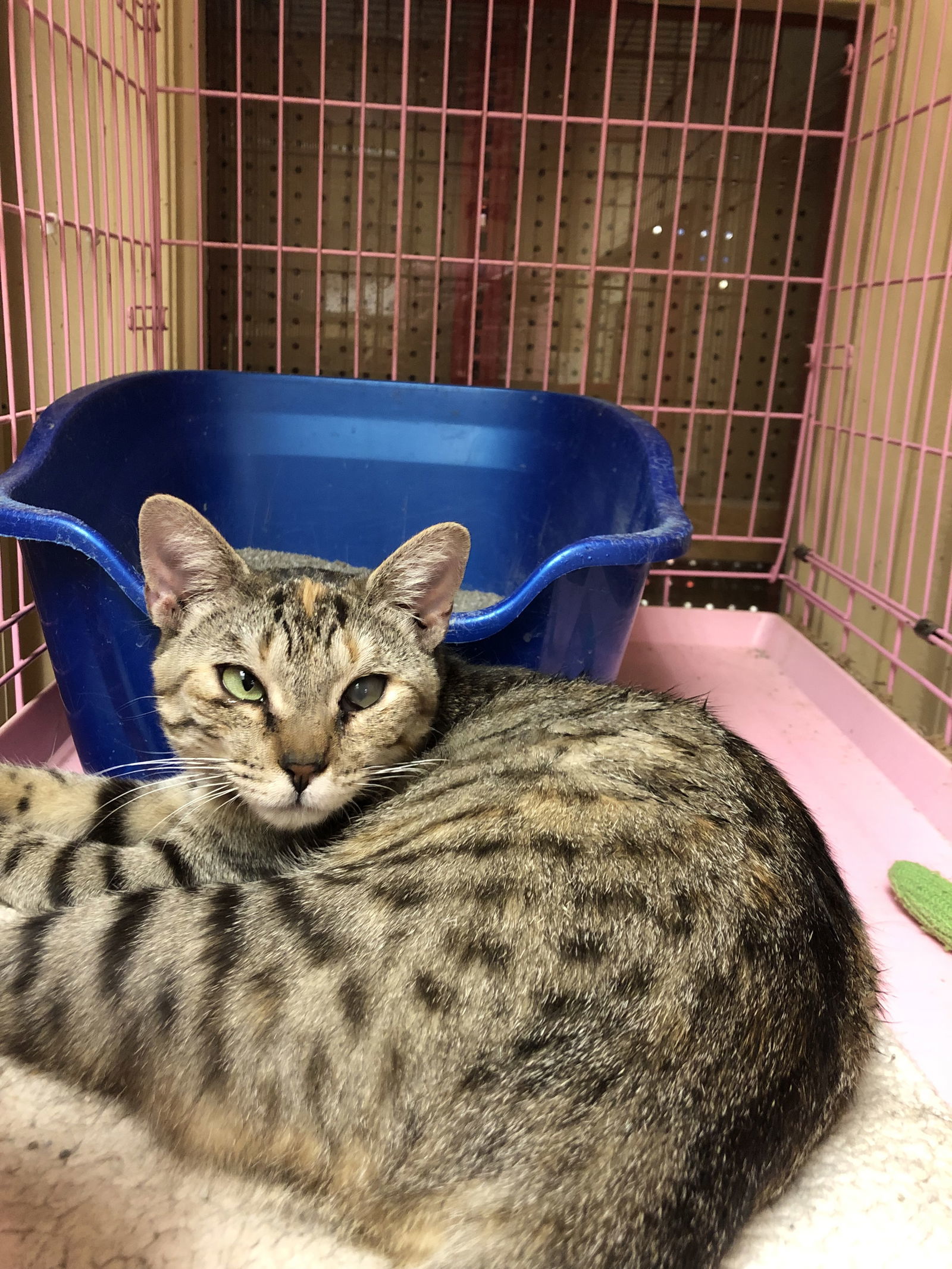 Ella Napa Petco