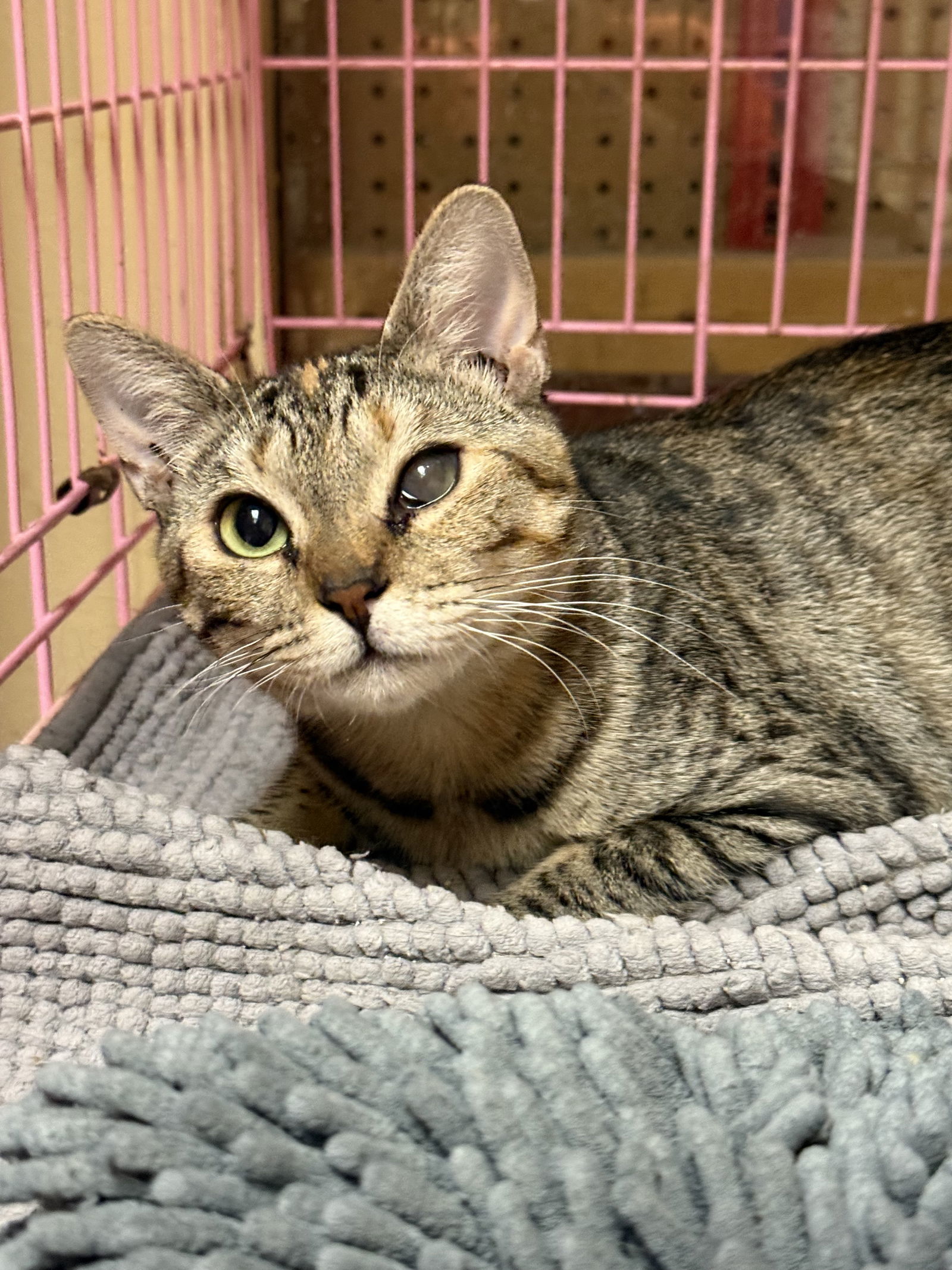Ella Napa Petco