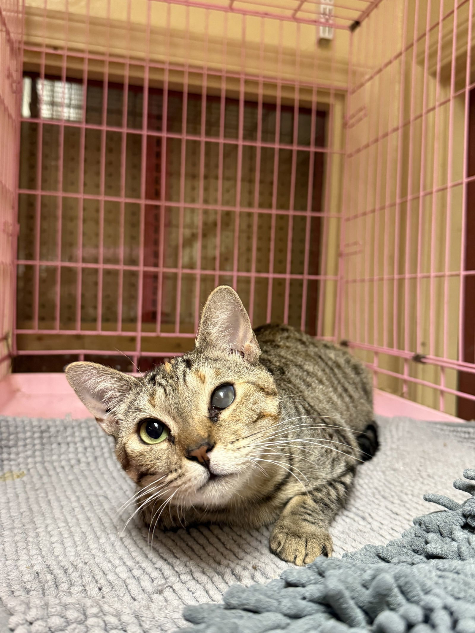 Ella Napa Petco