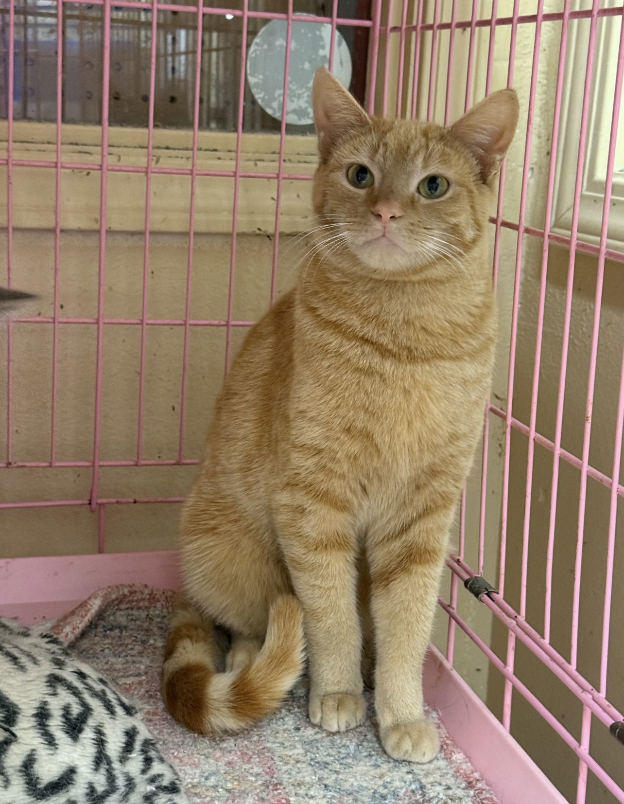 Harry Napa Petco