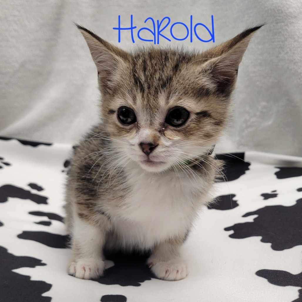 Harold