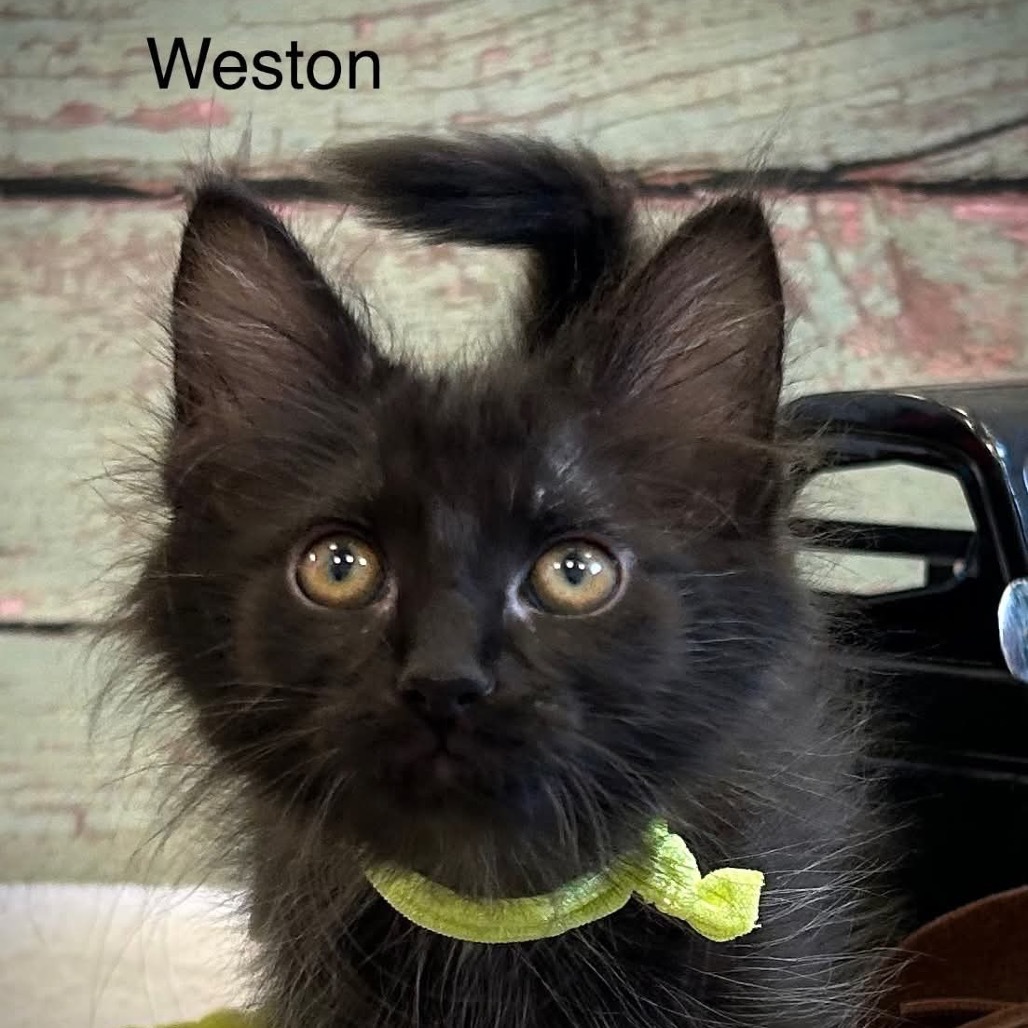 Weston