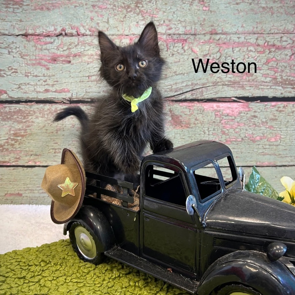 Weston