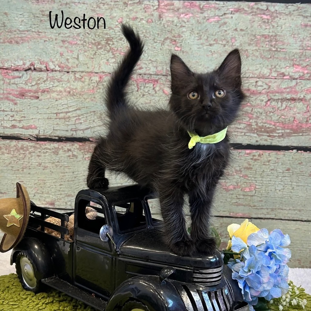 Weston