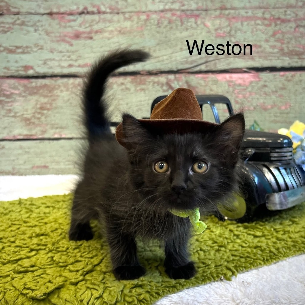 Weston