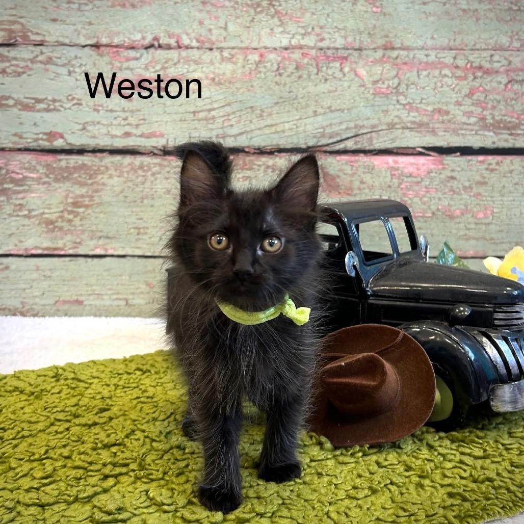 Weston