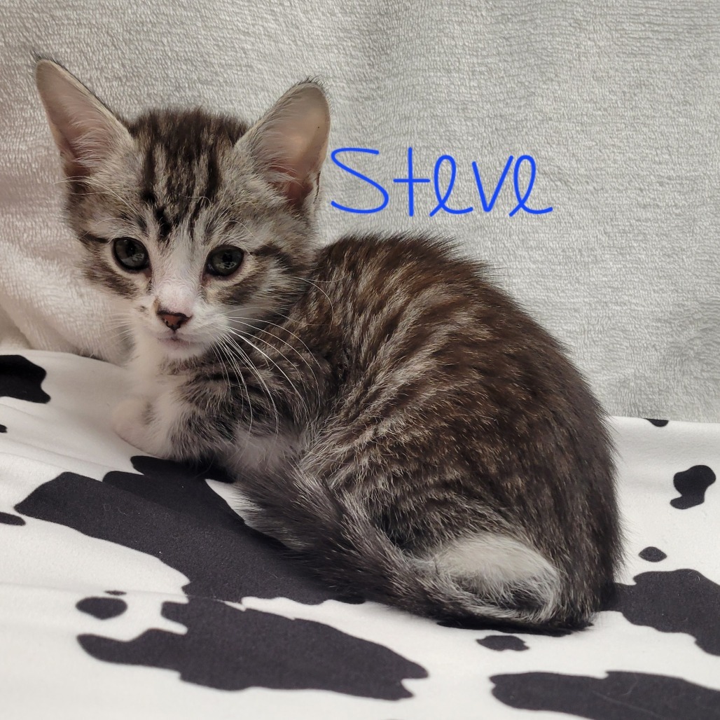Steve