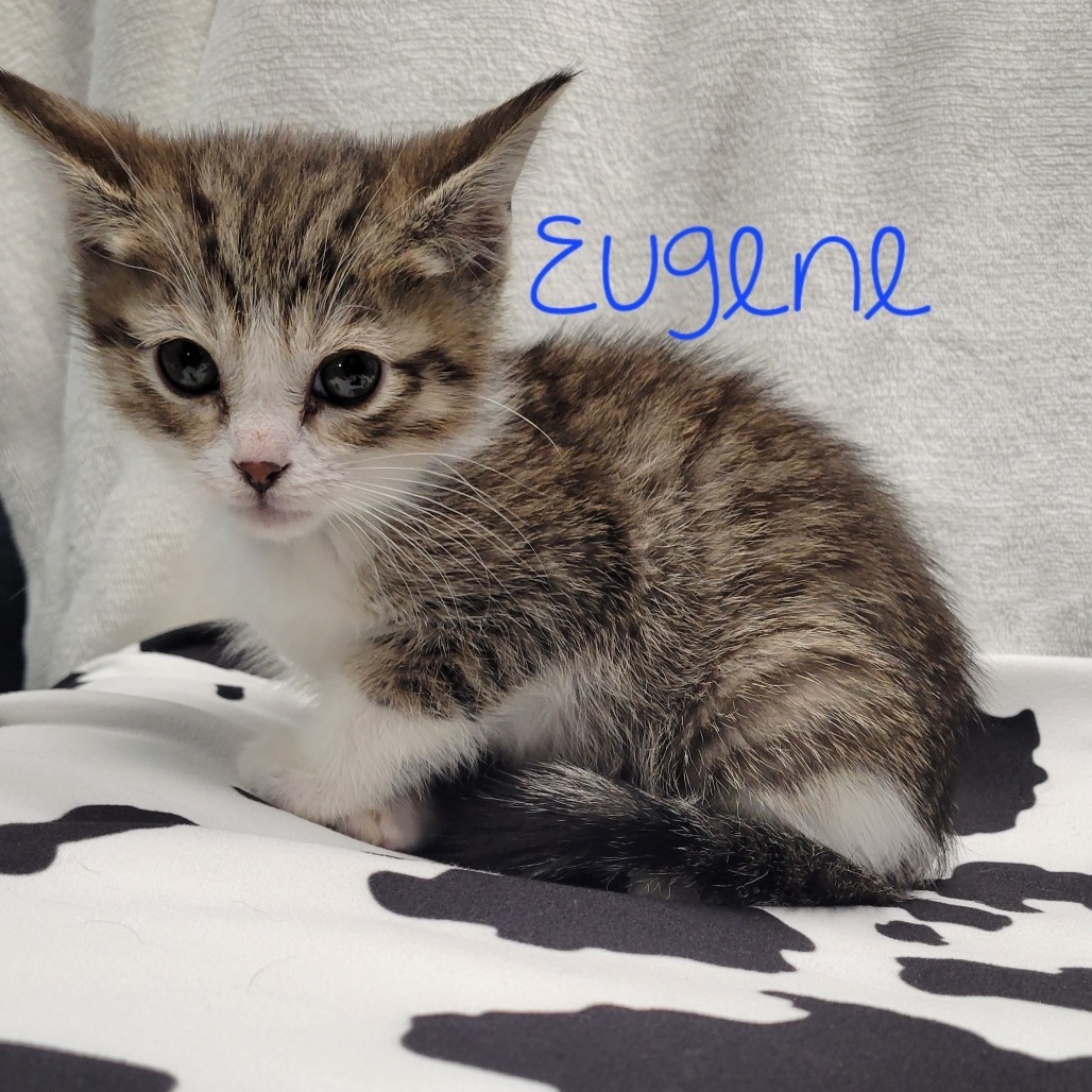 Eugene