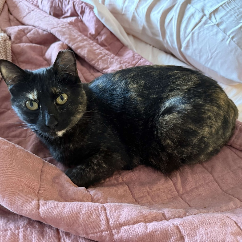 Coco (bonded with Bo)