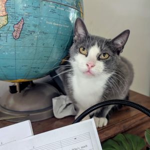 Moonlight, Adult Female Domestic Short Hair