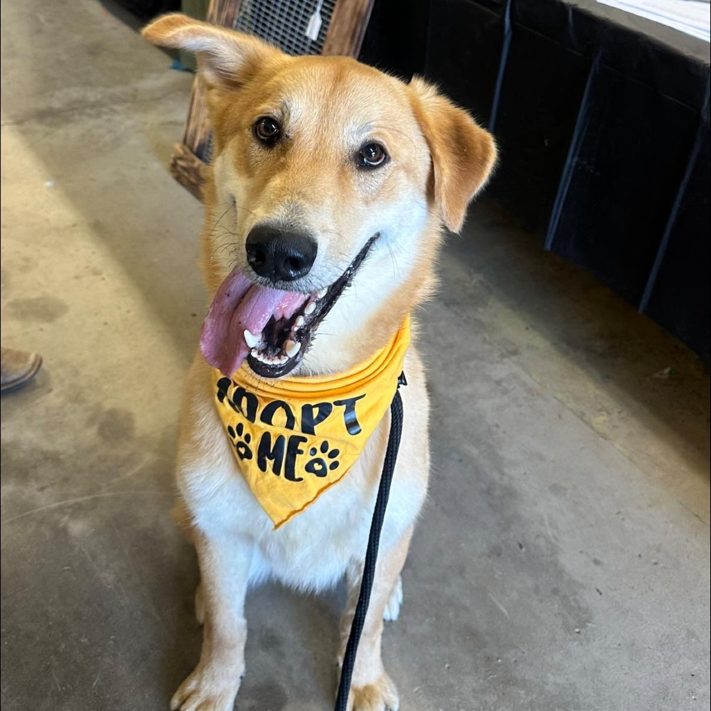 Dougal, an adoptable Yellow Labrador Retriever, German Shepherd Dog in Coos Bay, OR, 97420 | Photo Image 1