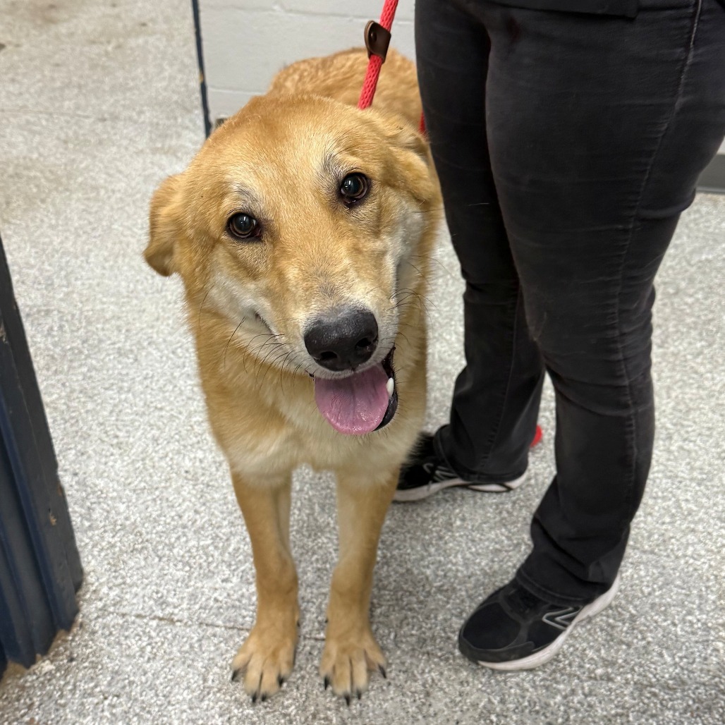 Dougal, an adoptable Yellow Labrador Retriever, German Shepherd Dog in Coos Bay, OR, 97420 | Photo Image 2