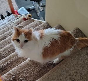 Abbie / Blue Jeans, Senior Male Domestic Medium Hair