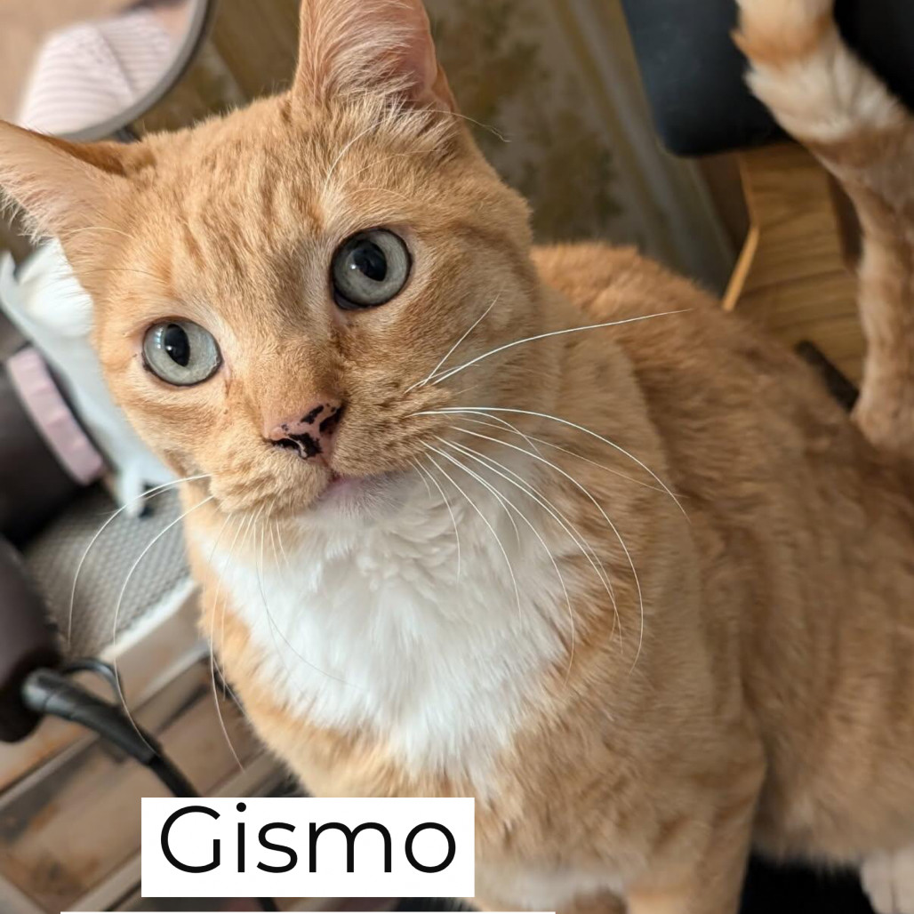 Gizmo, an adoptable Domestic Short Hair in Baker City, OR, 97814 | Photo Image 1