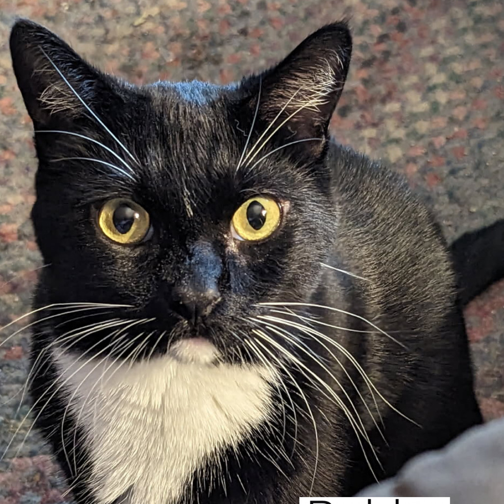 Bubba, an adoptable Domestic Short Hair in Baker City, OR, 97814 | Photo Image 1