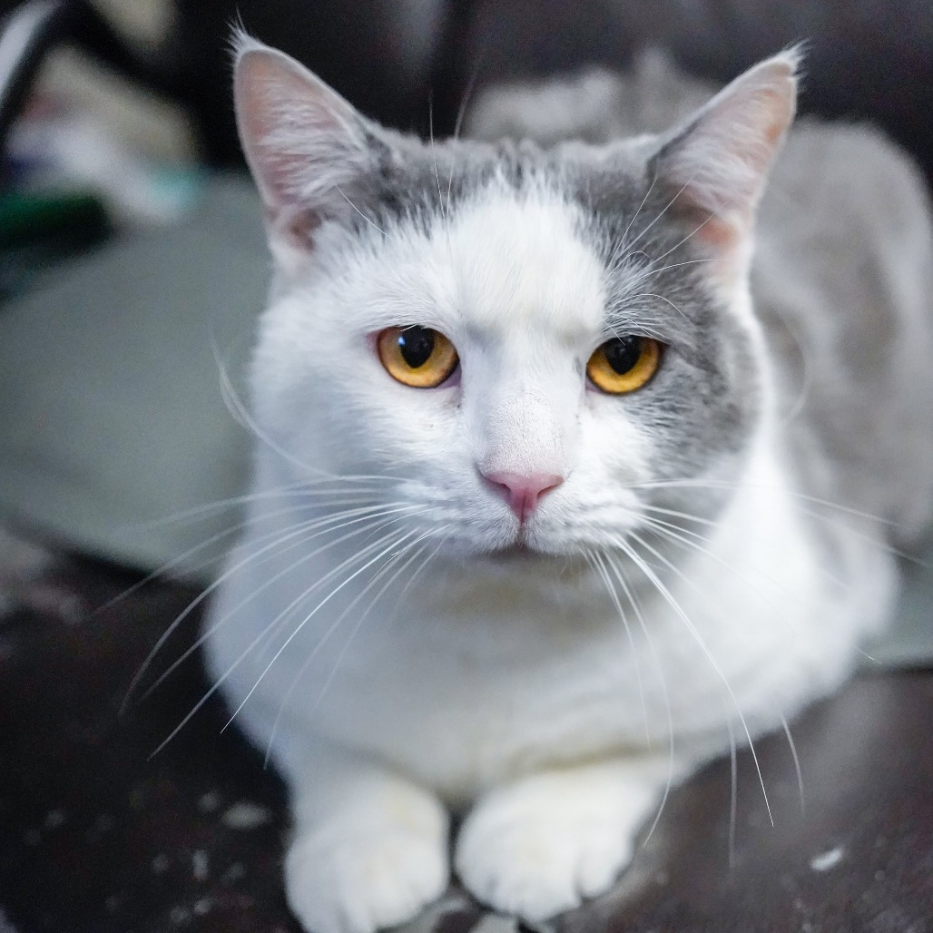 Paddy O'Cat, an adoptable Domestic Short Hair in Thomaston, ME, 04861 | Photo Image 1