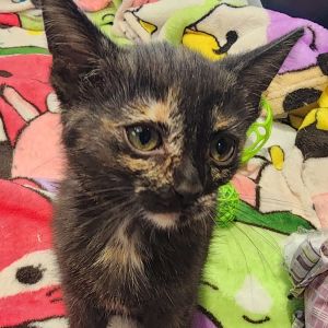 Cayenne, Baby Female Domestic Short Hair