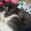 Cayenne photo 3