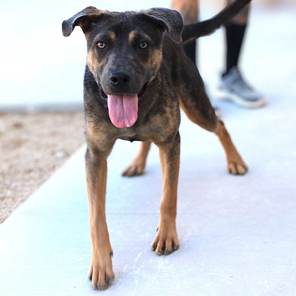 Spike, an adoptable Mixed Breed in Las Cruces, NM, 88012 | Photo Image 1