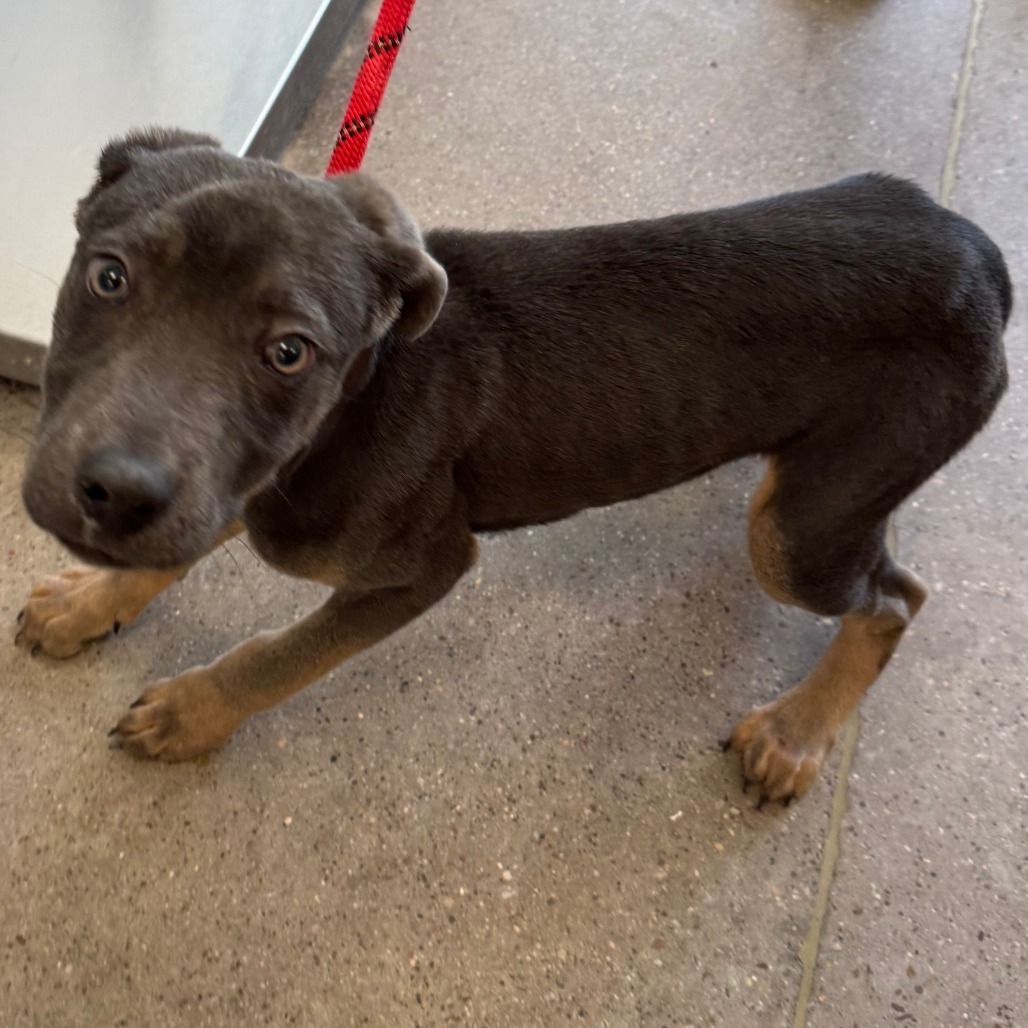 Spike, an adoptable Mixed Breed in Las Cruces, NM, 88012 | Photo Image 2