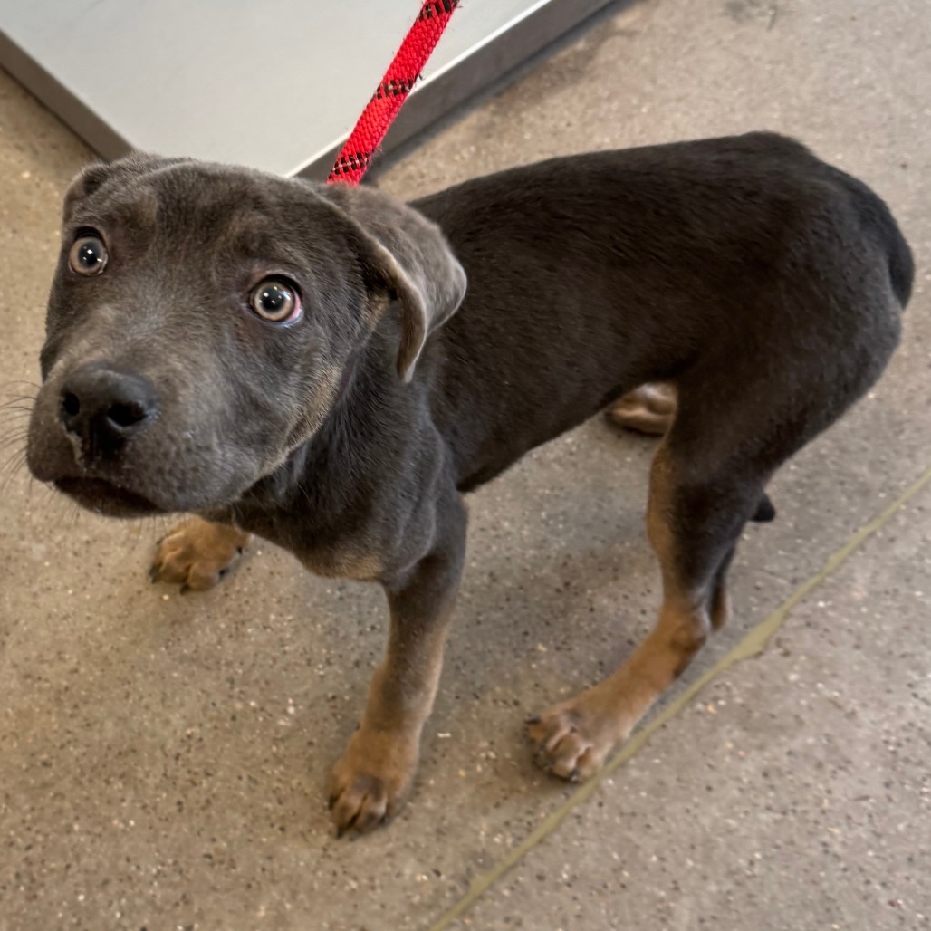 Spike, an adoptable Mixed Breed in Las Cruces, NM, 88012 | Photo Image 3