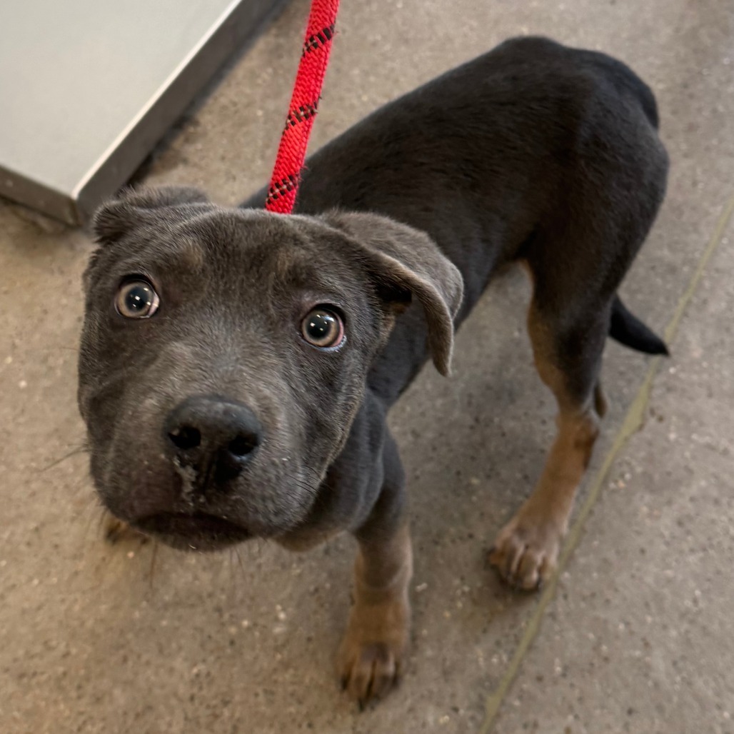Spike, an adoptable Mixed Breed in Las Cruces, NM, 88012 | Photo Image 4