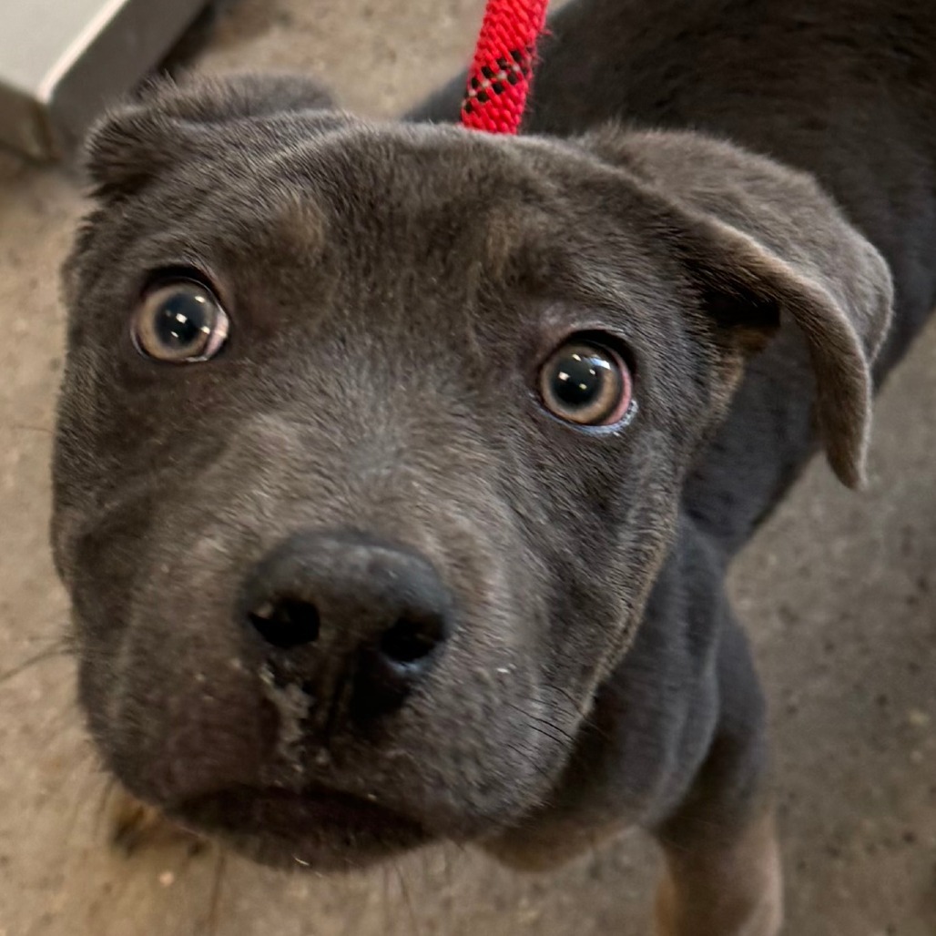 Spike, an adoptable Mixed Breed in Las Cruces, NM, 88012 | Photo Image 5