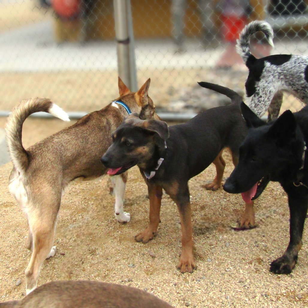 Spike, an adoptable Mixed Breed in Las Cruces, NM, 88012 | Photo Image 6
