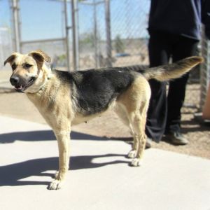 Pavlova, Adult Female Mixed Breed