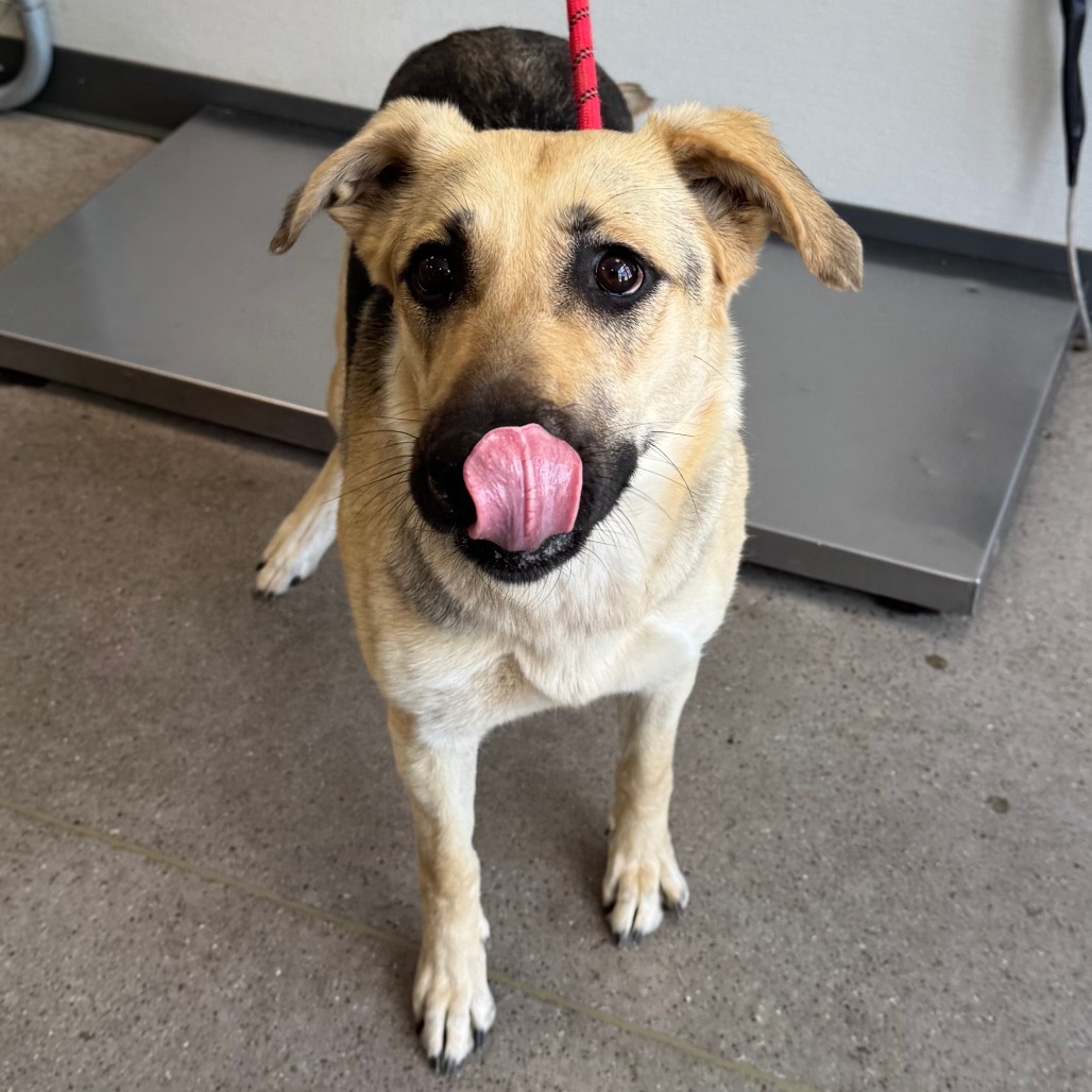 Pavlova, an adoptable Mixed Breed in Las Cruces, NM, 88012 | Photo Image 2