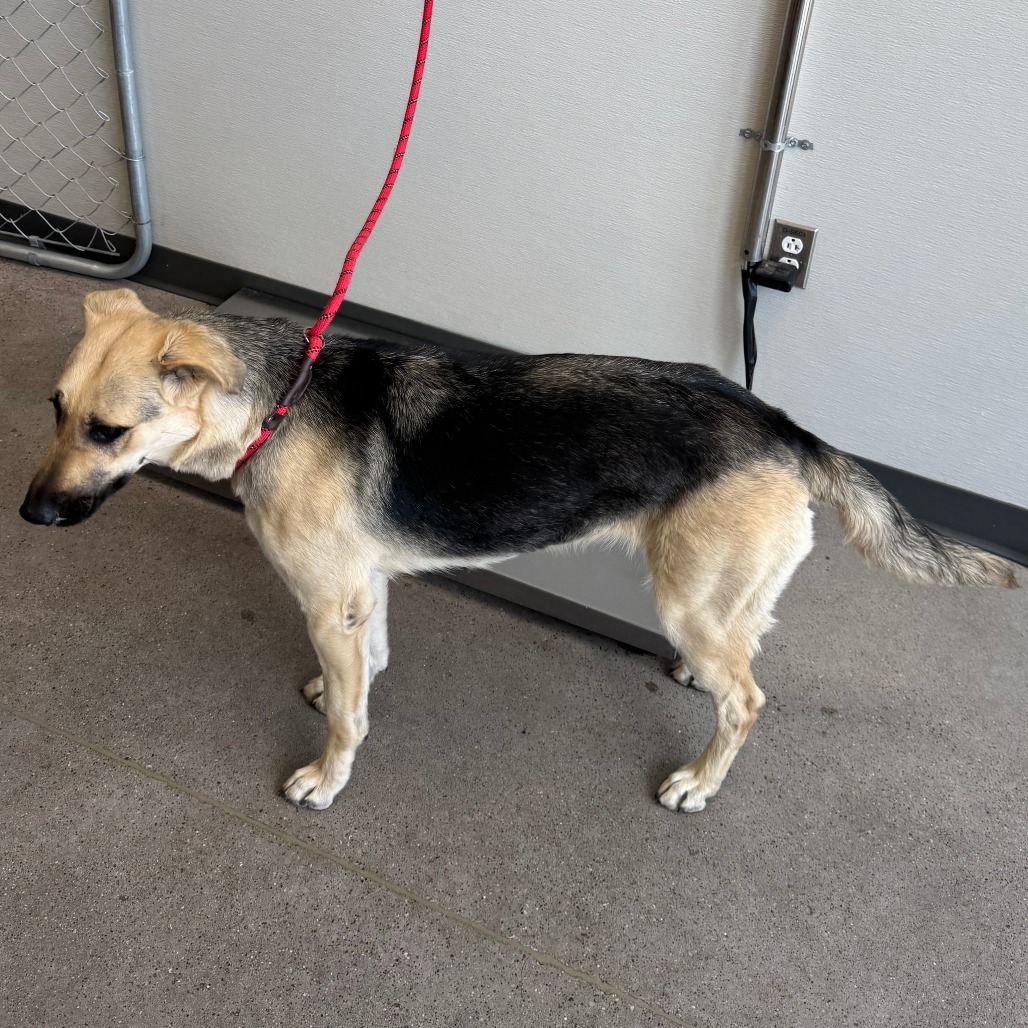 Pavlova, an adoptable Mixed Breed in Las Cruces, NM, 88012 | Photo Image 3
