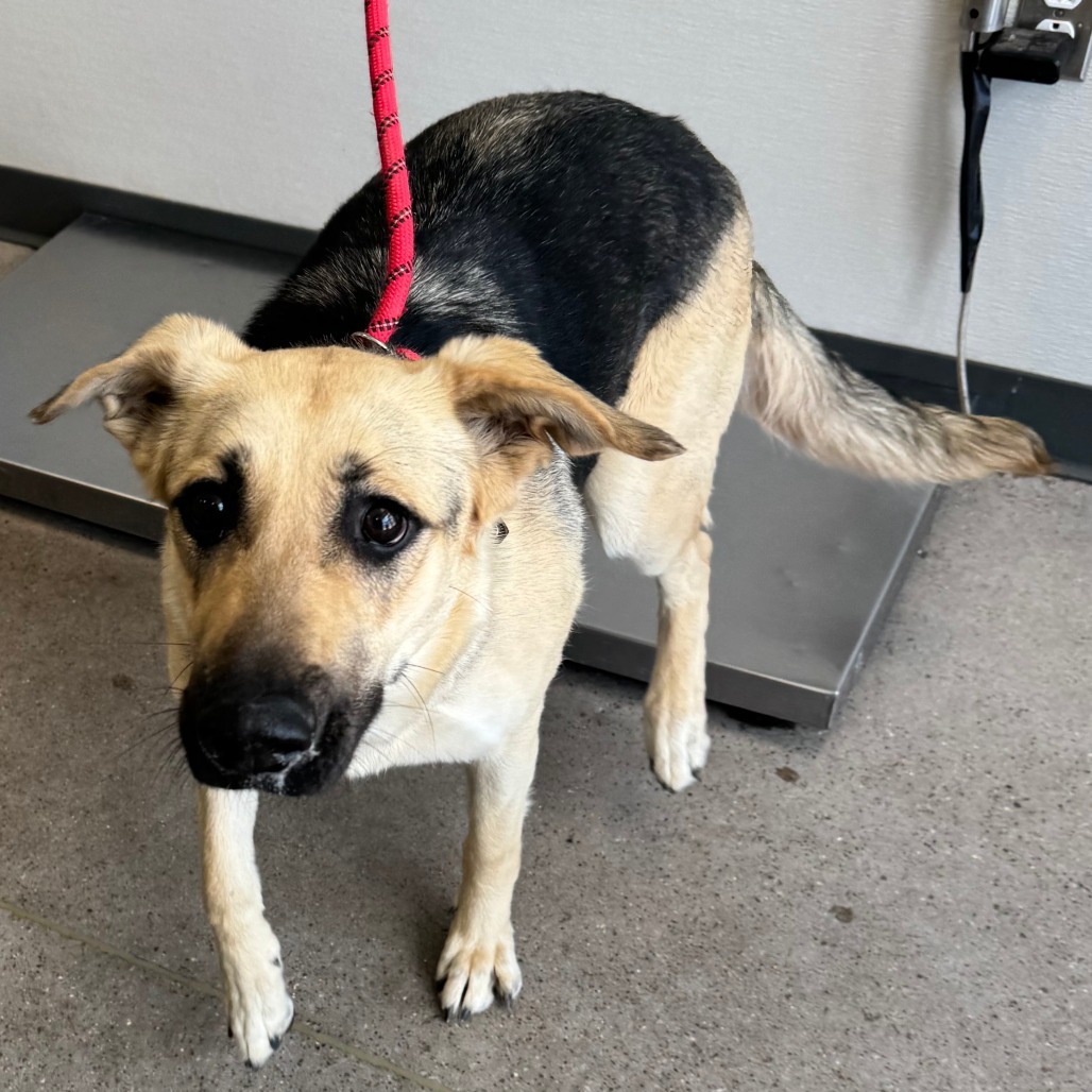Pavlova, an adoptable Mixed Breed in Las Cruces, NM, 88012 | Photo Image 4
