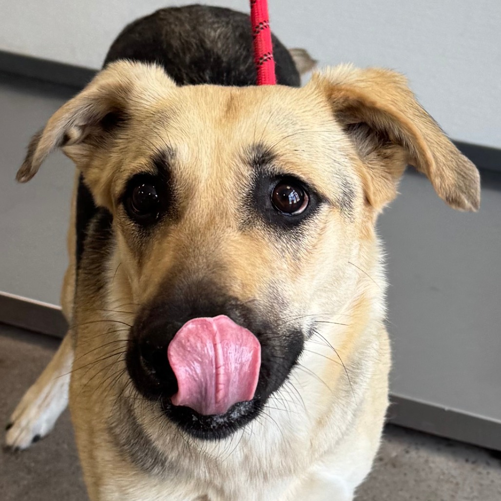 Pavlova, an adoptable Mixed Breed in Las Cruces, NM, 88012 | Photo Image 5