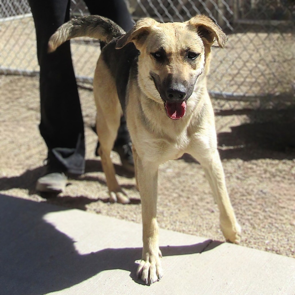 Pavlova, an adoptable Mixed Breed in Las Cruces, NM, 88012 | Photo Image 6