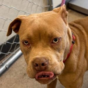 Frida, Young Female Mixed Breed