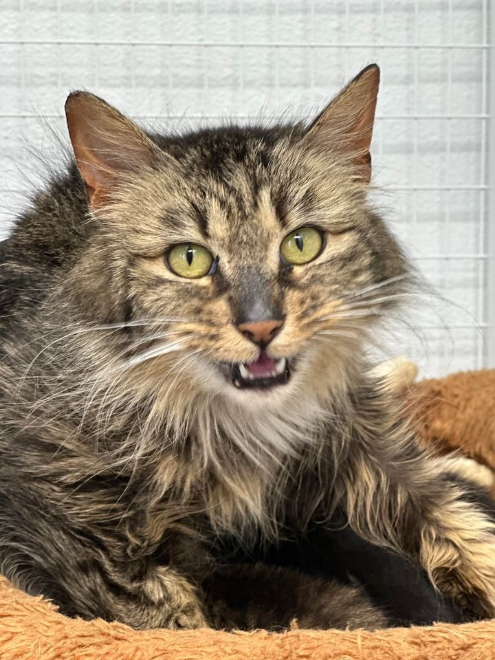Charlie, an adoptable Domestic Long Hair in Brookings, OR, 97415 | Photo Image 2
