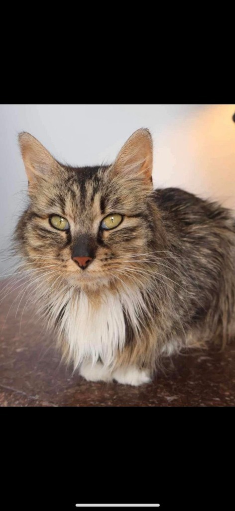 Charlie, an adoptable Domestic Long Hair in Brookings, OR, 97415 | Photo Image 3