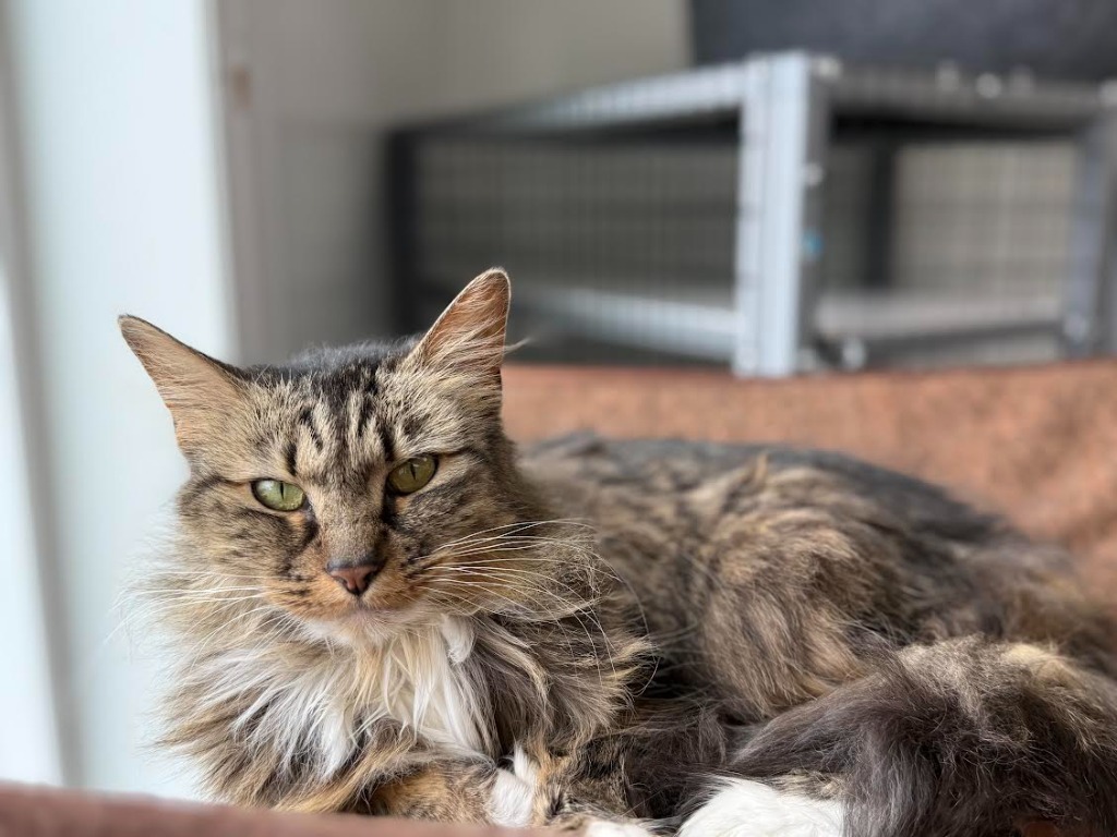 Charlie, an adoptable Domestic Long Hair in Brookings, OR, 97415 | Photo Image 5