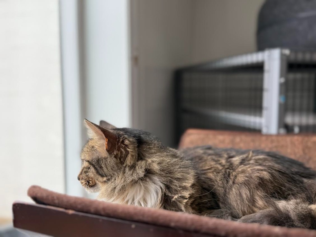 Charlie, an adoptable Domestic Long Hair in Brookings, OR, 97415 | Photo Image 6