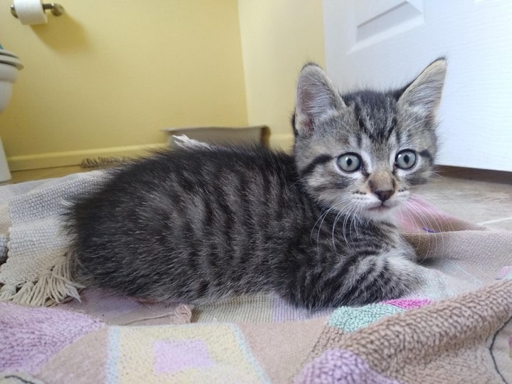 Kevin, an adoptable Domestic Short Hair in Brookings, OR, 97415 | Photo Image 1