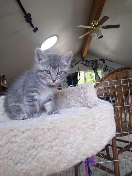 Erin, an adoptable Domestic Short Hair in Brookings, OR, 97415 | Photo Image 1