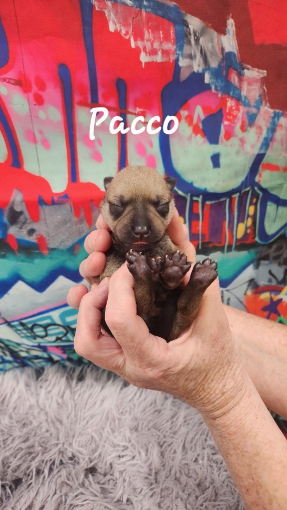 Pacco