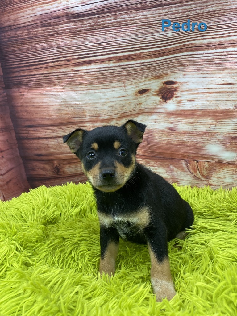 Pedro
